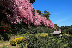 Chiang Mai i Thailand