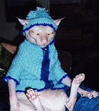 Zombie Cat is ready to go out