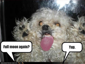 full-moon-dog