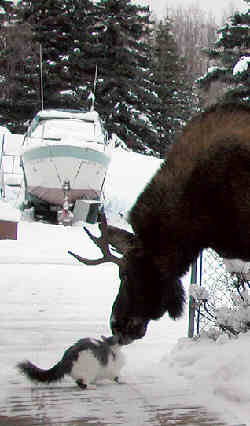 moose and fluffy