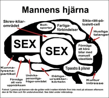 brain2